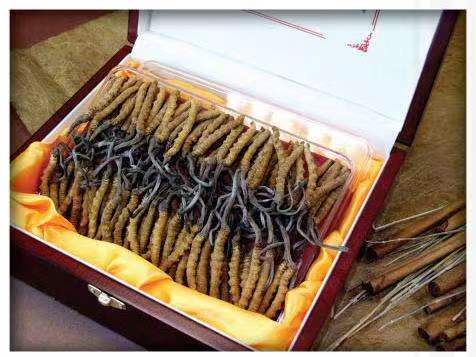 八步冬虫夏草回收